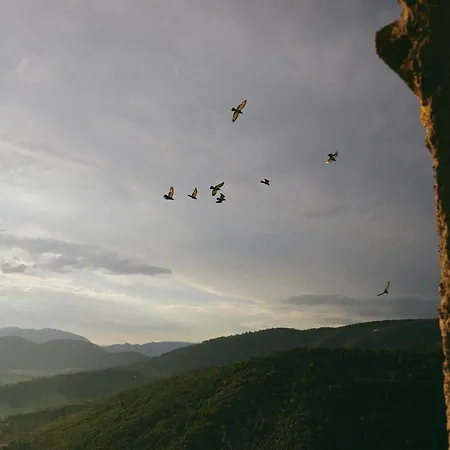 Diffuso Crispolti Labro