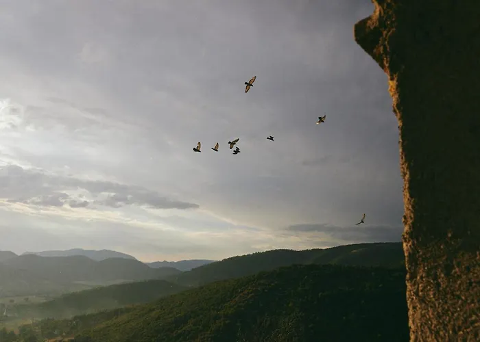 Diffuso Crispolti Labro